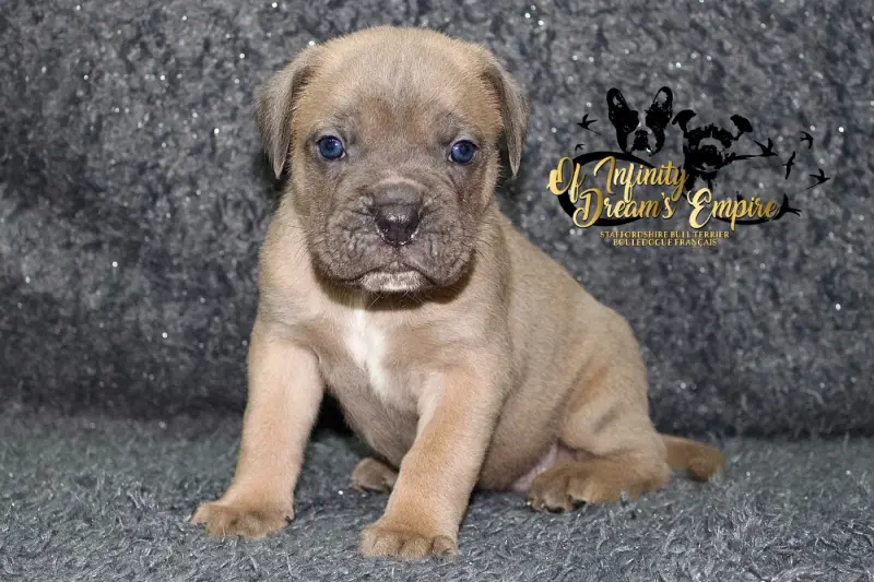 Chiot, Cane corso, élevage Of Infinity Dream's Empire