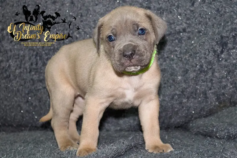 Portée de Cane corso, élevage Of Infinity Dream's Empire