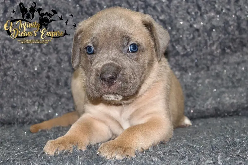 Portée de Cane corso, élevage Of Infinity Dream's Empire