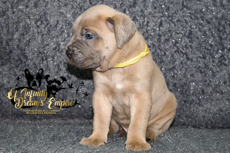 Portée de Cane corso, élevage Of Infinity Dream's Empire