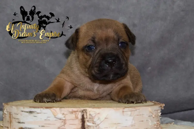 Chiot, Staffordshire bull terrier, élevage Of Infinity Dream's Empire