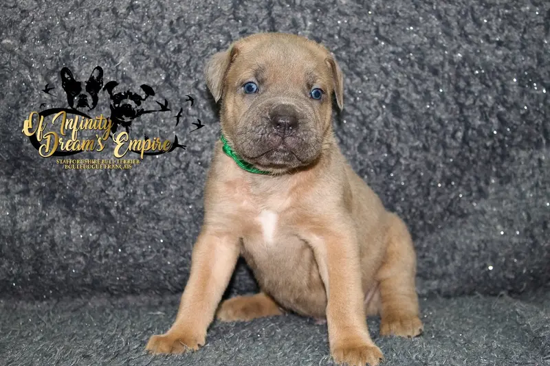 Chiot, Cane corso, élevage Of Infinity Dream's Empire