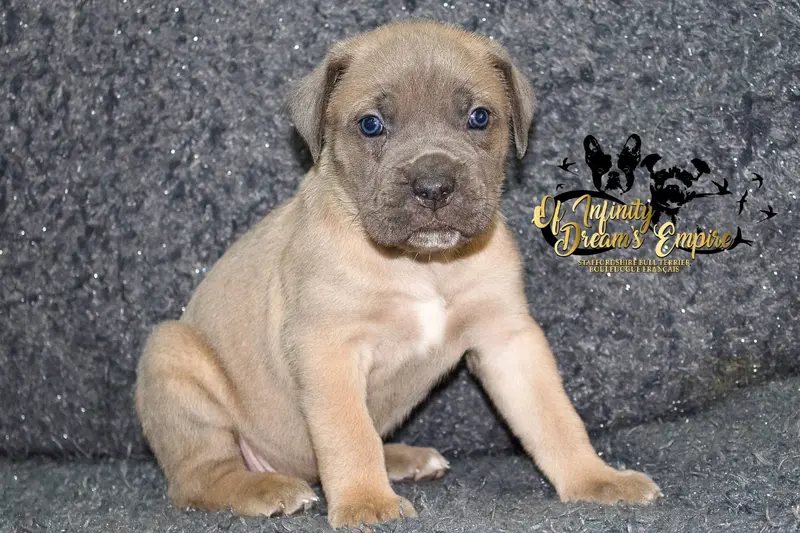 Portée de Cane corso, élevage Of Infinity Dream's Empire