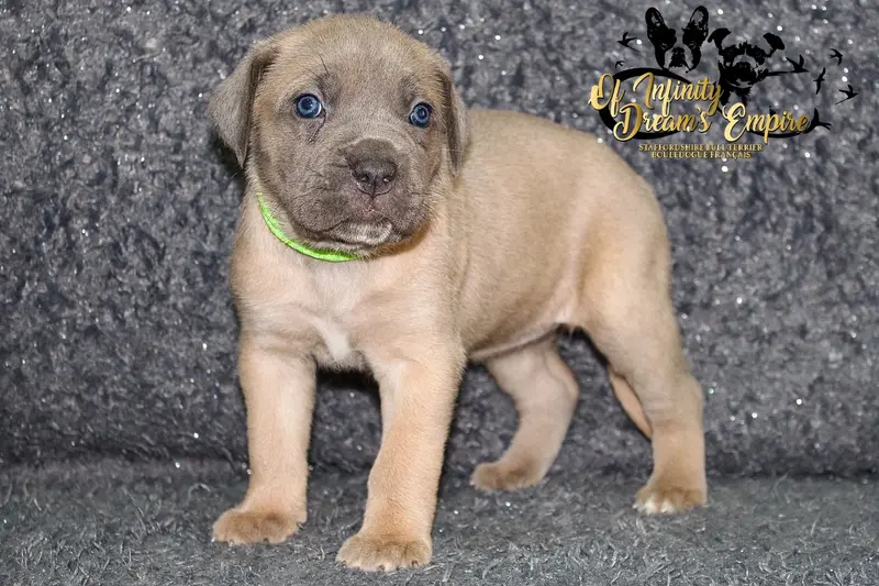 Portée de Cane corso, élevage Of Infinity Dream's Empire