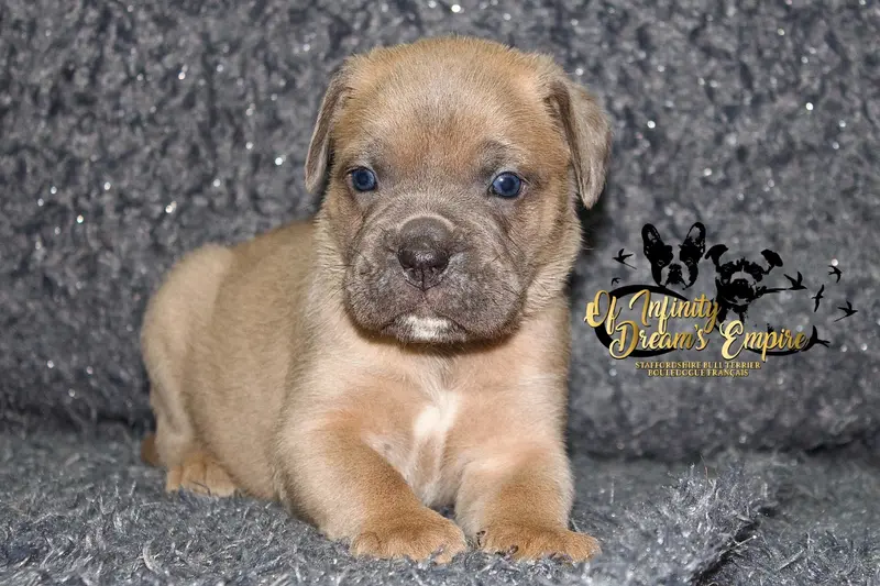 Chiot, Cane corso, élevage Of Infinity Dream's Empire