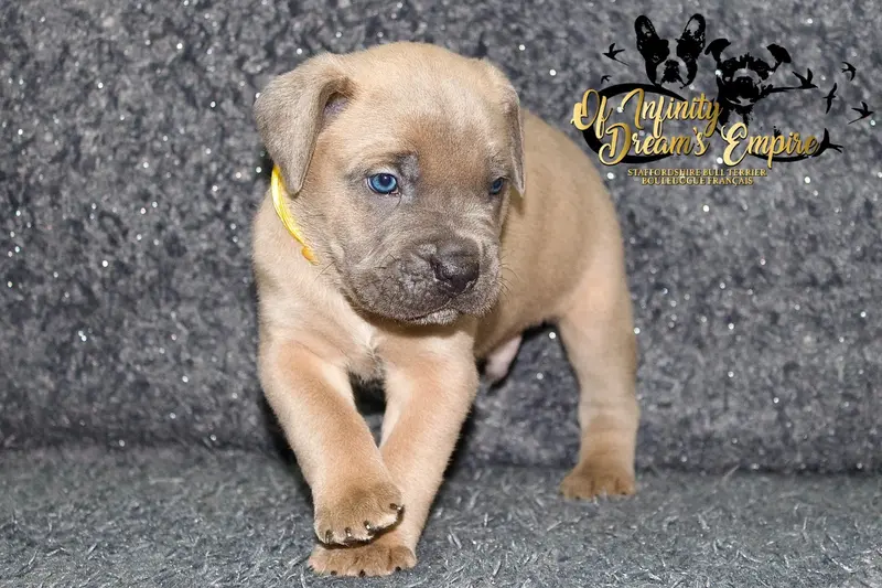 Portée de Cane corso, élevage Of Infinity Dream's Empire