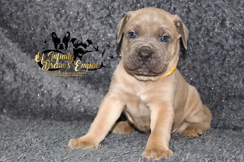 Portée de Cane corso, élevage Of Infinity Dream's Empire