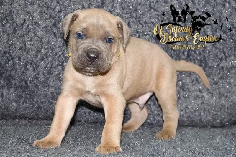 Portée de Cane corso, élevage Of Infinity Dream's Empire