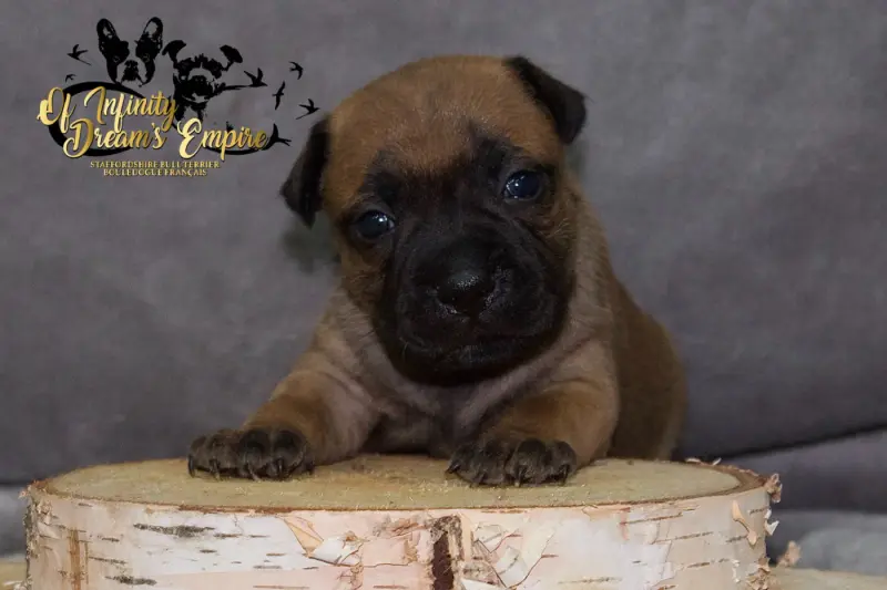 Chiot, Staffordshire bull terrier, élevage Of Infinity Dream's Empire