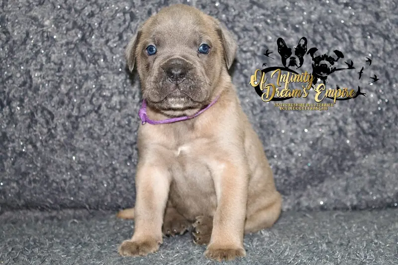 Chiot, Cane corso, élevage Of Infinity Dream's Empire