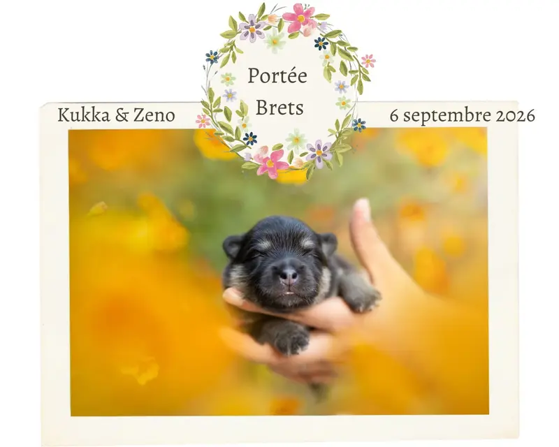 Portée de Chien finnois de Laponie, élevage De la Maison des Pehmokoiran