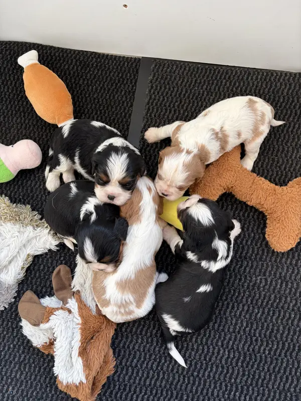 Portée de Cavalier King Charles, élevage De l'Ecole des Verrieres