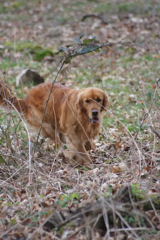 Père de la portée de Golden retriever, élevage à Doulaincourt-Saucourt