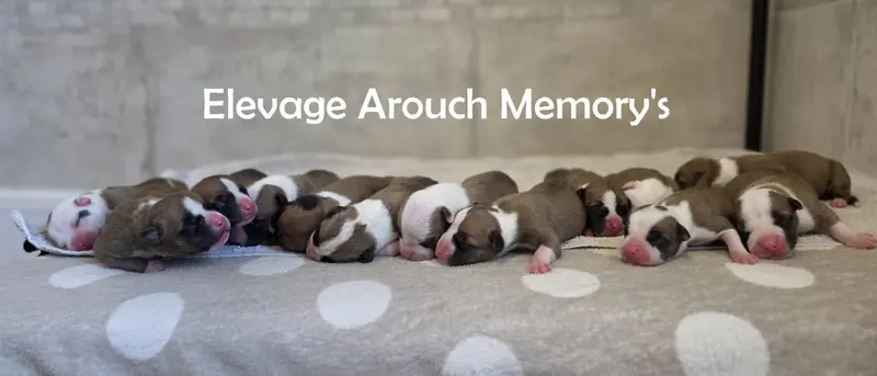 Photo de l'élevage Arouch Memory's