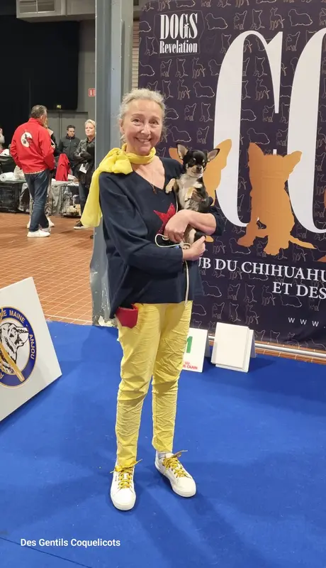 Mère de la portée de Chihuahua, élevage Des Gentils Coquelicots