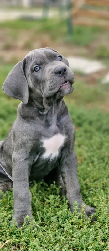 Portée de Cane corso, élevage Des Terres Saintauloises