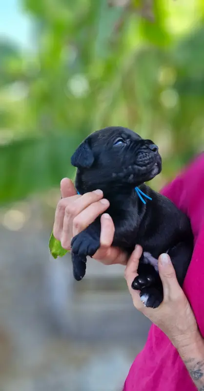 Bowie (Collier bleu), Cane corso, élevage Des Terres Saintauloises