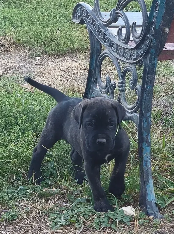 Bart (Collier vert), Cane corso, élevage Des Terres Saintauloises