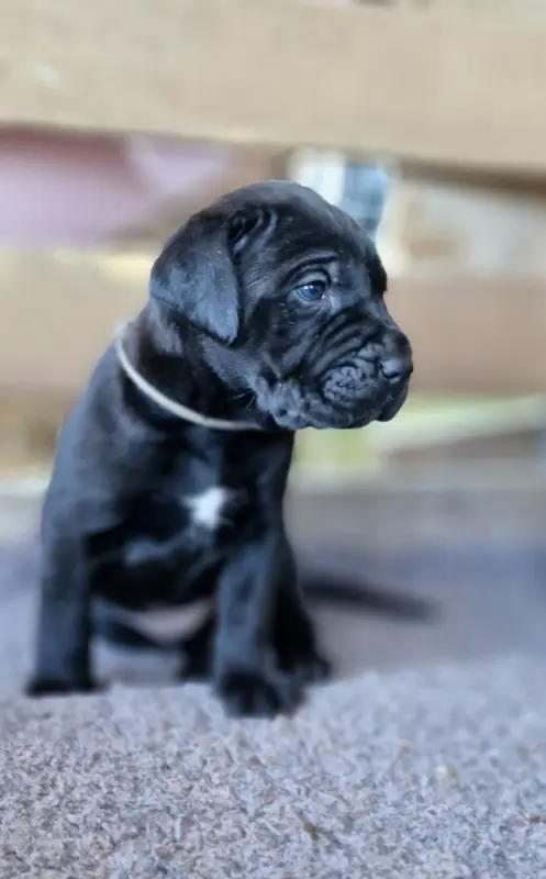 Brabus (Collier gris), Cane corso, élevage Des Terres Saintauloises