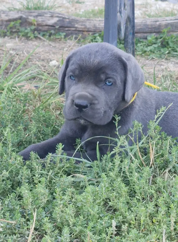 Boston (Collier jaune), Cane corso, élevage Des Terres Saintauloises
