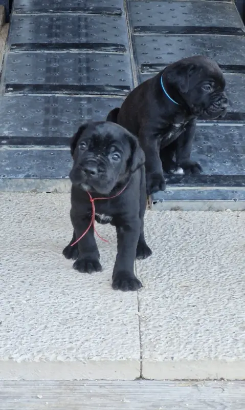 Betty (Collier rouge), Cane corso, élevage Des Terres Saintauloises
