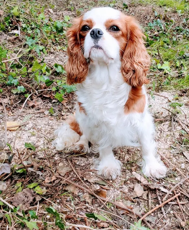 Portée de Cavalier King Charles, élevage Du Domaine des Coeurs Blancs