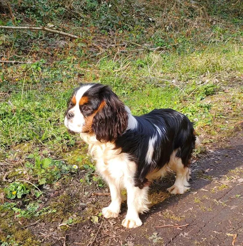 Portée de Cavalier King Charles, élevage Du Domaine des Coeurs Blancs