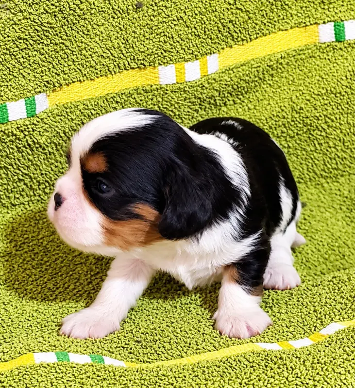 Chiot, Cavalier King Charles, élevage Du Domaine des Coeurs Blancs