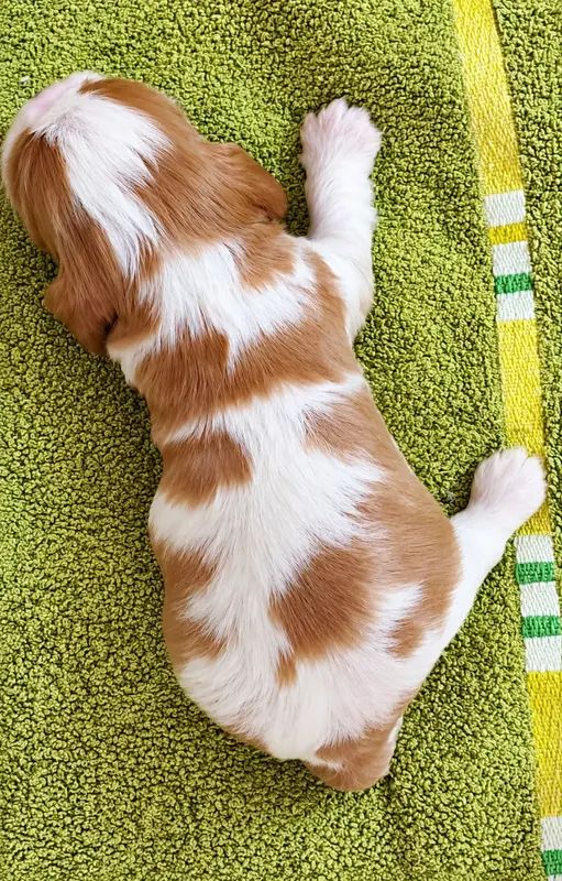 Portée de Cavalier King Charles, élevage Du Domaine des Coeurs Blancs