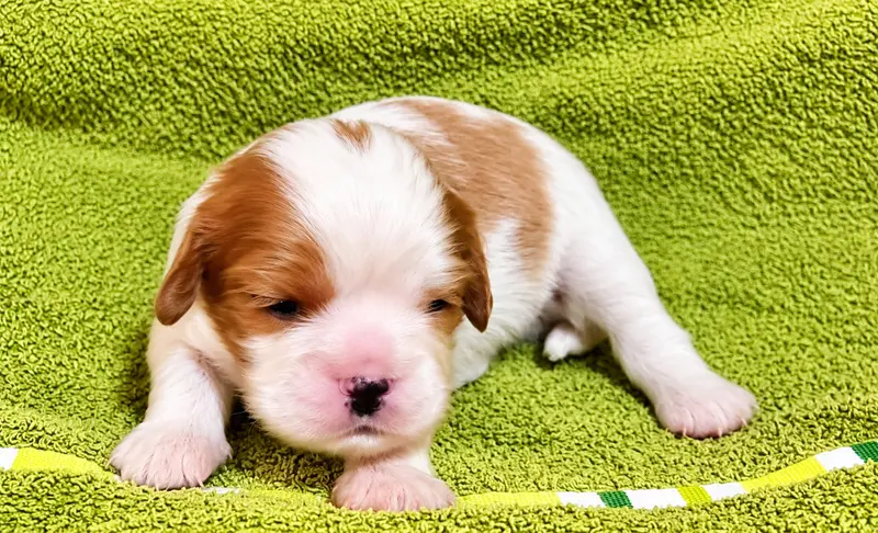Brooklyn, Cavalier King Charles, élevage Du Domaine des Coeurs Blancs
