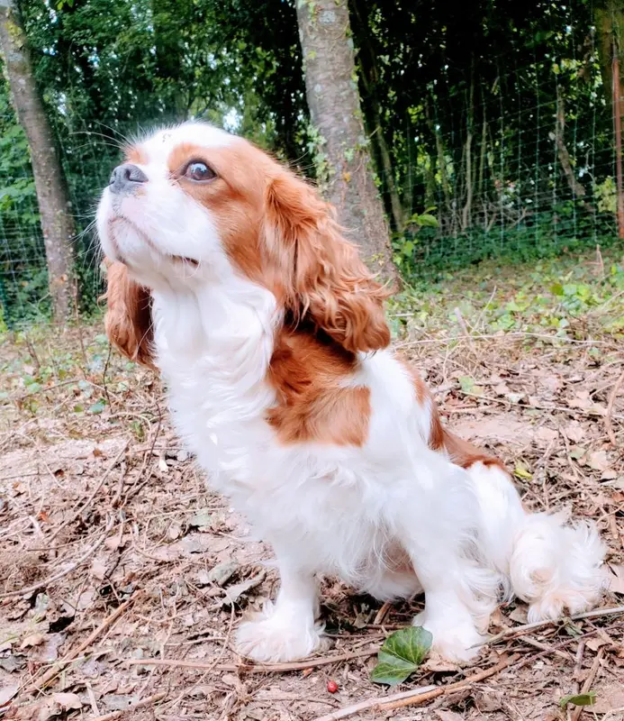 Mère de la portée de Cavalier King Charles, élevage Du Domaine des Coeurs Blancs
