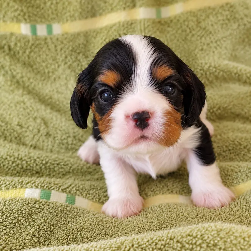 Portée de Cavalier King Charles, élevage Du Domaine des Coeurs Blancs