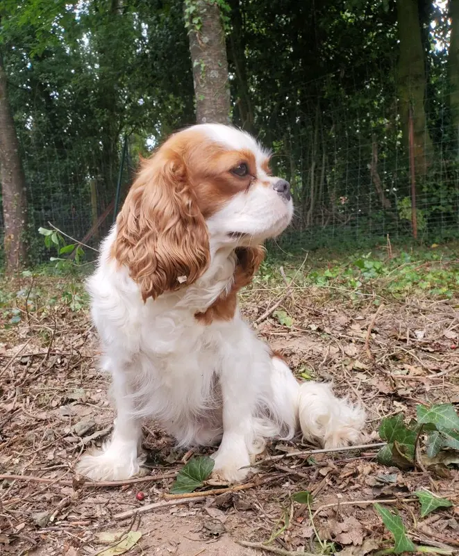 Portée de Cavalier King Charles, élevage Du Domaine des Coeurs Blancs