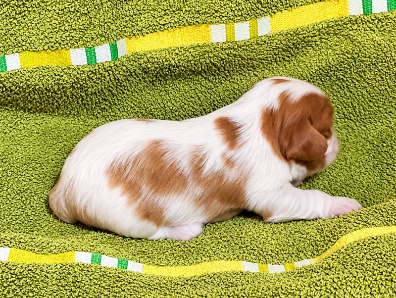Portée de Cavalier King Charles, élevage Du Domaine des Coeurs Blancs