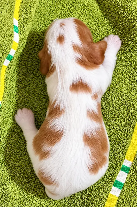 Portée de Cavalier King Charles, élevage Du Domaine des Coeurs Blancs