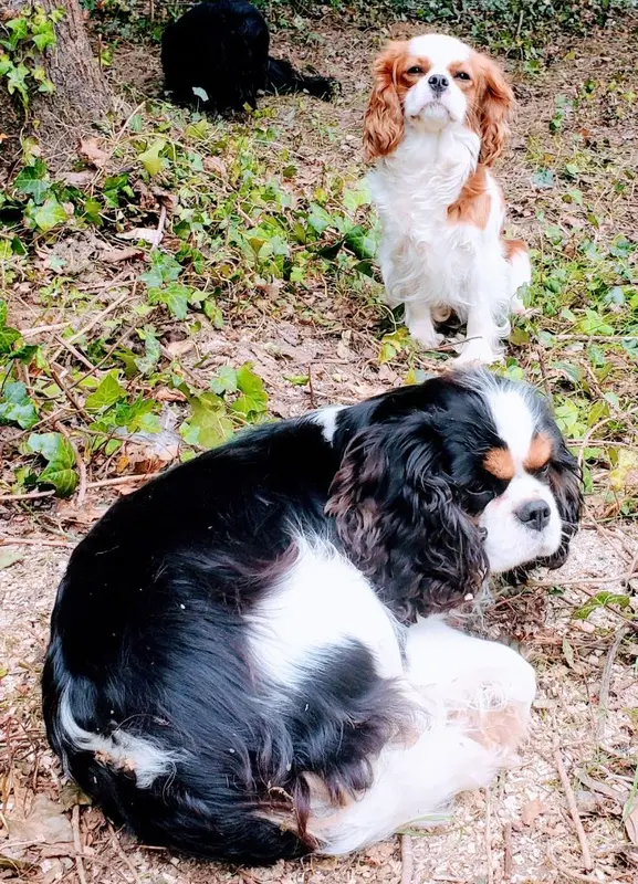 Mère de la portée de Cavalier King Charles, élevage Du Domaine des Coeurs Blancs