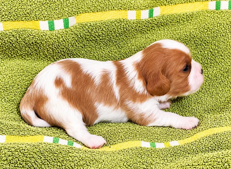 Portée de Cavalier King Charles, élevage Du Domaine des Coeurs Blancs