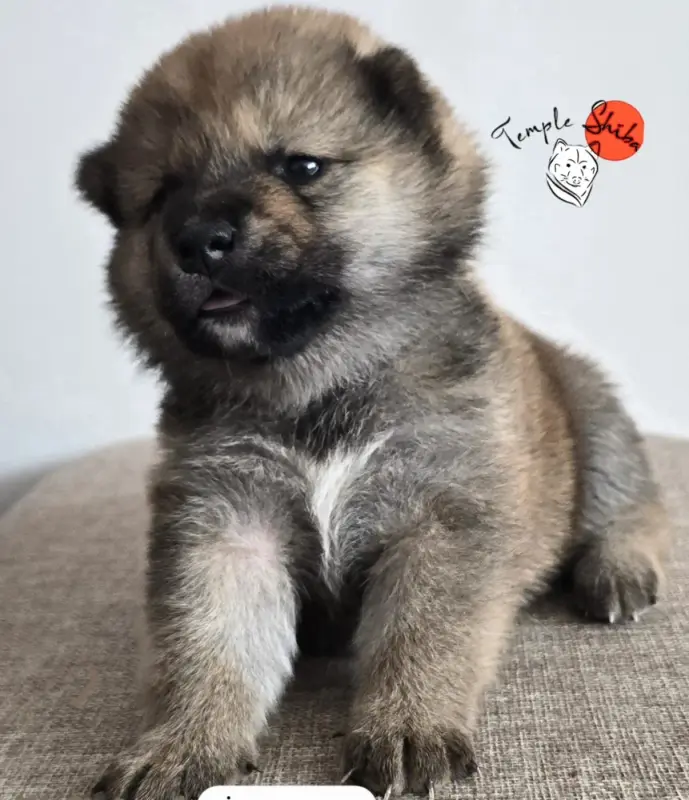 CHIOT 4 collier jaune., Shiba inu, élevage Du Temple Shiba