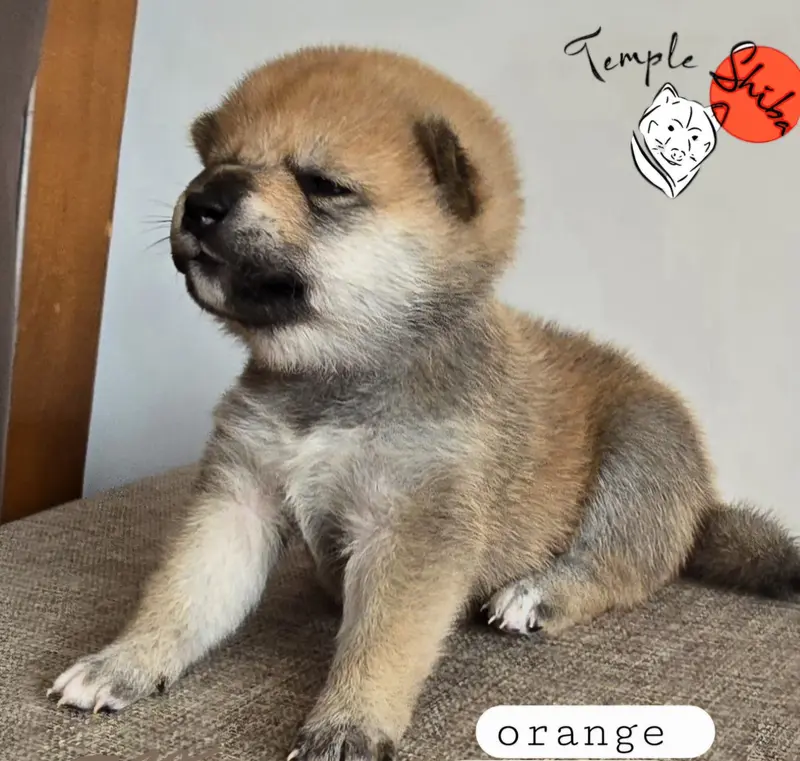 Portée de Shiba inu, élevage Du Temple Shiba