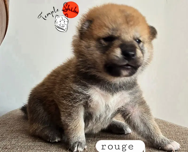 Portée de Shiba inu, élevage Du Temple Shiba