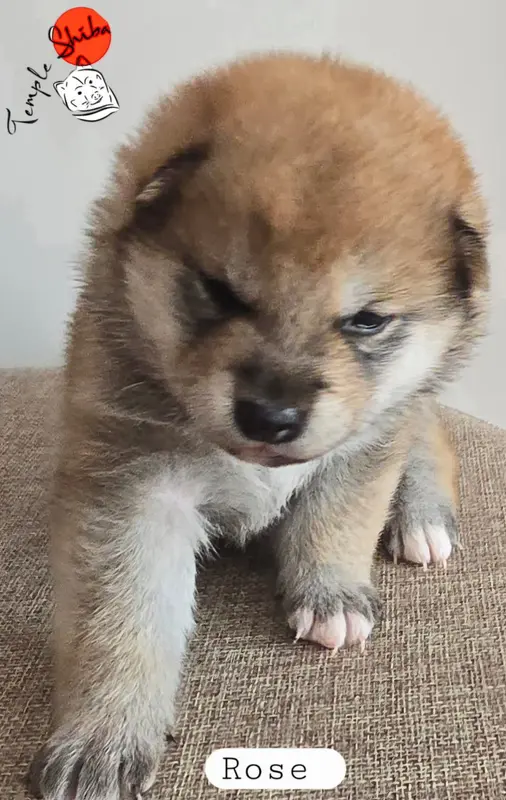 Portée de Shiba inu, élevage Du Temple Shiba