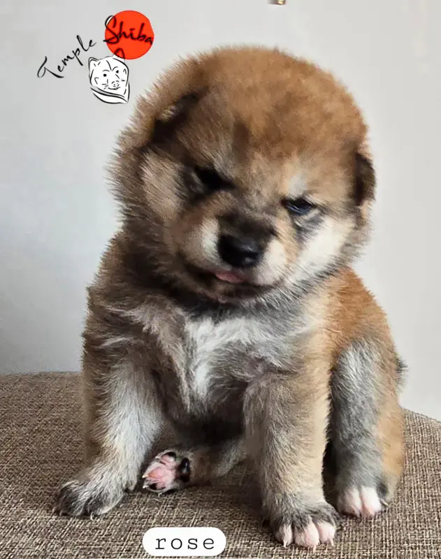 Portée de Shiba inu, élevage Du Temple Shiba