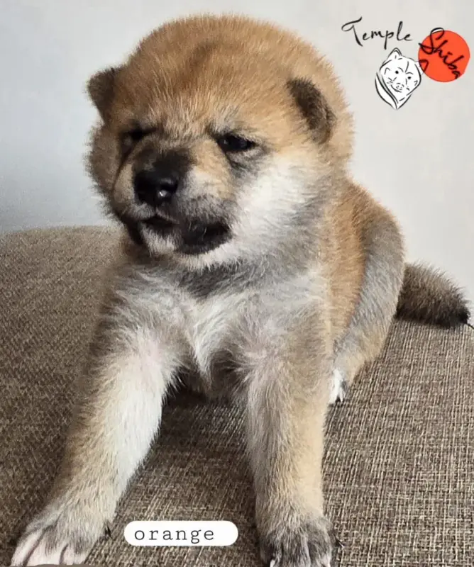 CHIOT 1 collier-orange, Shiba inu, élevage Du Temple Shiba