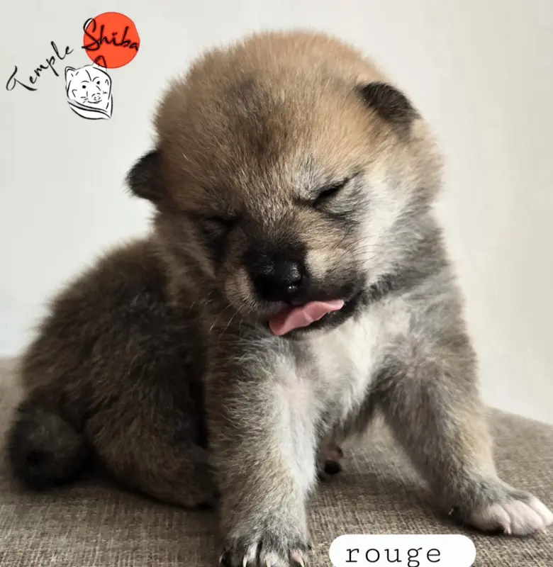 Portée de Shiba inu, élevage Du Temple Shiba