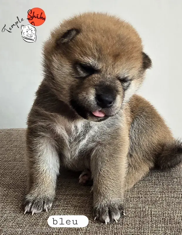 CHIOT 6 collier bleu, Shiba inu, élevage Du Temple Shiba