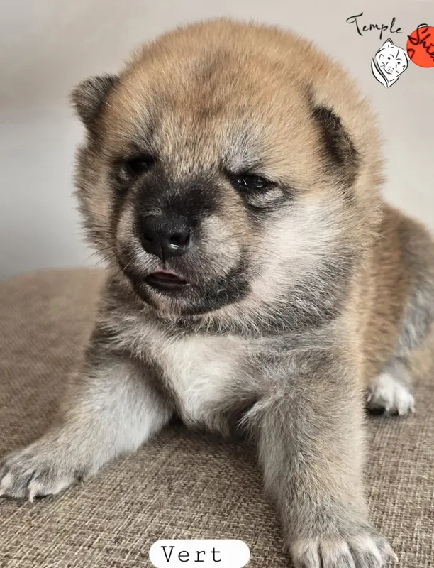 CHIOT 3 collier vert, Shiba inu, élevage Du Temple Shiba