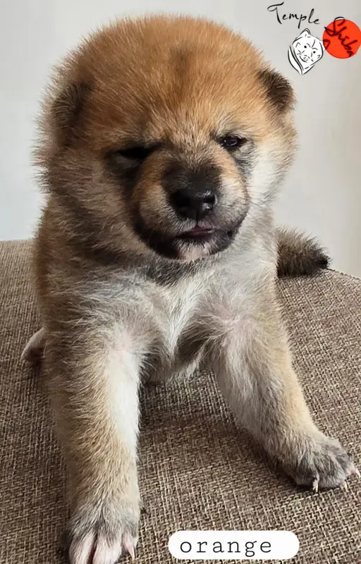 Portée de Shiba inu, élevage Du Temple Shiba