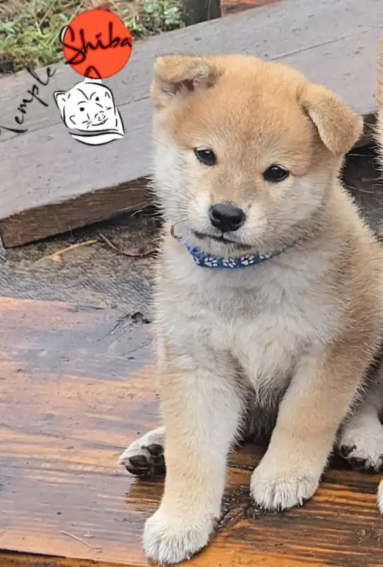 Portée de Shiba inu, élevage Du Temple Shiba
