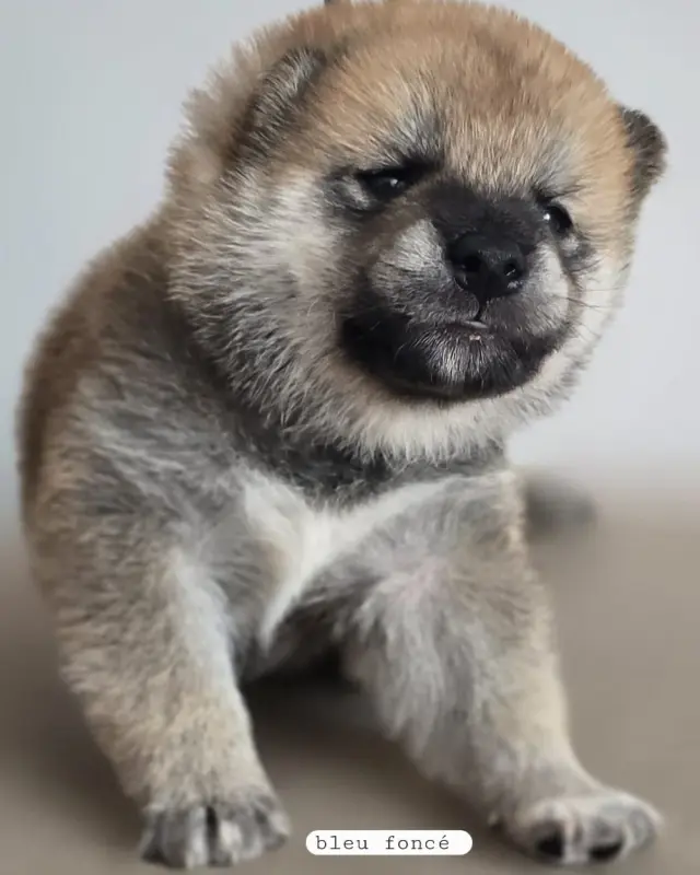 CHIOT 7 collier bleu foncé, Shiba inu, élevage Du Temple Shiba