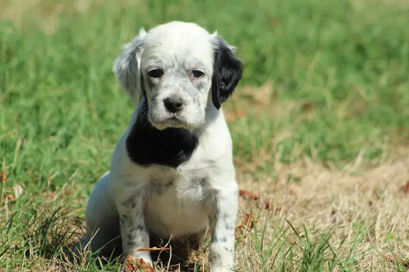 Chiot, Setter anglais, élevage Des Sentiers de la Douyne